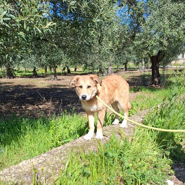 Magma Cucciola Timida In Adozione